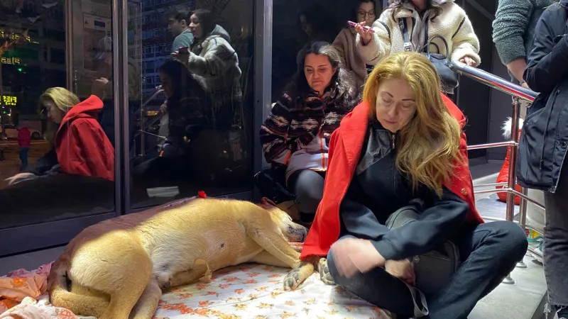 Çankaya Belediyesi tarafından uyutulan köpek yaşamını yitirdi! Protestolar başladı