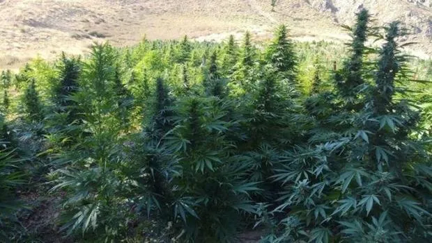 Dronla tespit edildi, 1220 kök kenevir ele geçirildi