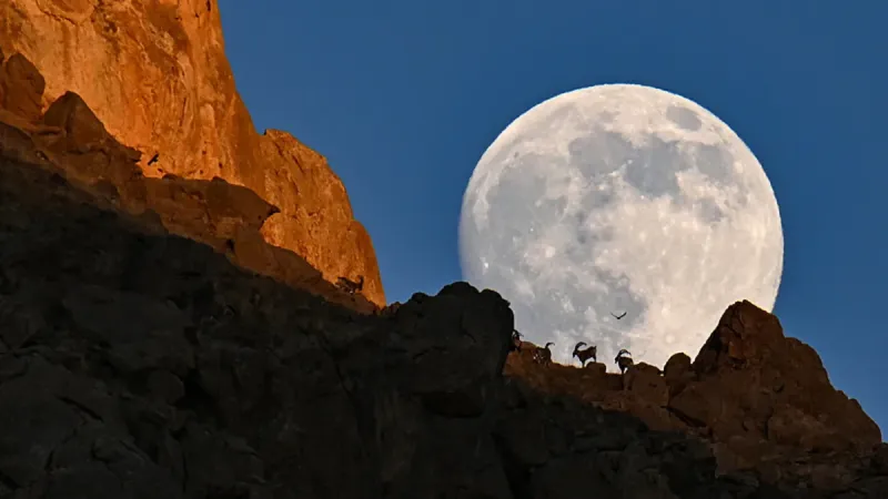 Ender rastlanan anlar! Ortaya çıkan manzara mest etti