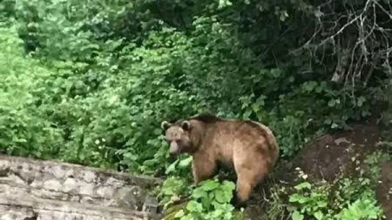 Hakkari’de korkutan olay: Ayı saldırdı!