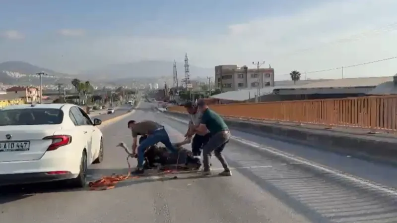 İskenderun'da deve kuşu araçlarında arasında ortalığı birbirine kattı
