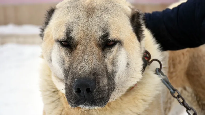 İtalya'da kangal köpekleri sürüye saldıran kurdu saniyeler içinde öldürdü!
