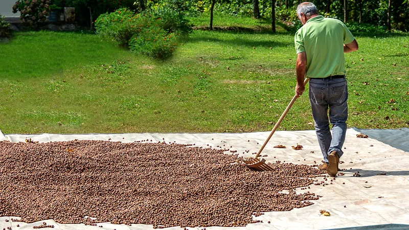 Ne kokarca böceği ne zirai don! Fiyat indirme planı geri tepti