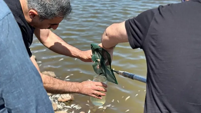 Diyarbakır'da Gölette Balık Katliamı! Sebebi Ne?