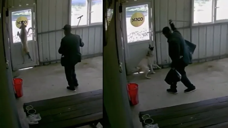 Edirne'de Köpeğe Vahşet! Bastonla Dövülen Yavru Köpek Şoke Etti!