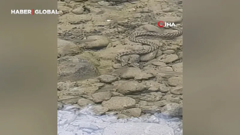 Osmaniye’de yılanın balık avı kamerada