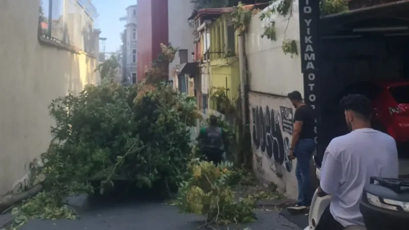 Şiddetli rüzgar ağaç devirdi! Yoldan kimsenin geçmemesi faciayı önledi
