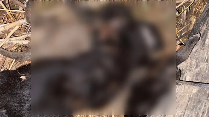 Tokat'ta vahşet; 3 yavru köpek birbirlerine iple bağlanarak boğulmuş halde bulundu